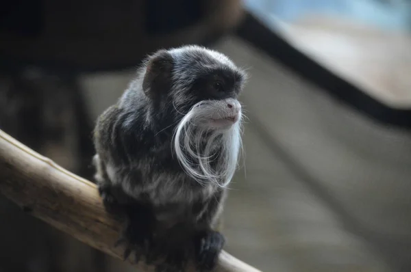 Emperador Tamarin Descansando Una Rama — Foto de Stock