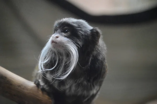 Emperador Tamarin Descansando Una Rama — Foto de Stock