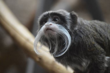 Emperor tamarin bir dalda dinlenme