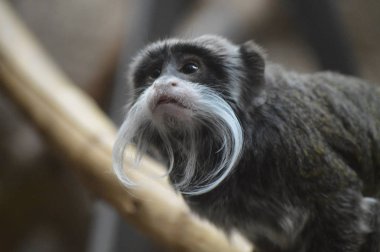 Emperor tamarin bir dalda dinlenme
