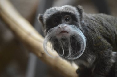 Emperor tamarin bir dalda dinlenme