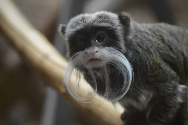 Emperador Tamarin Descansando Una Rama — Foto de Stock