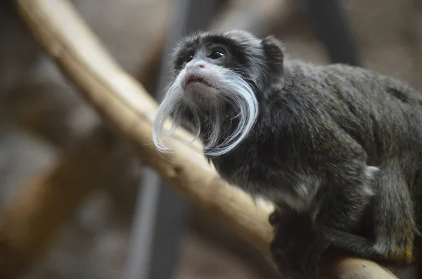 Emperador Tamarin Descansando Una Rama — Foto de Stock