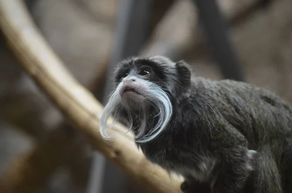 Emperador Tamarin Descansando Una Rama — Foto de Stock