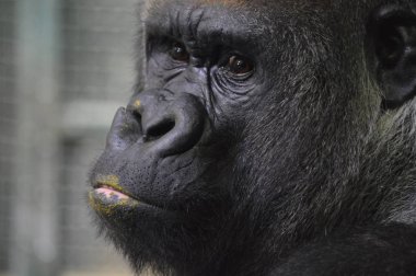 Bir Batı ova goril yakın çekim