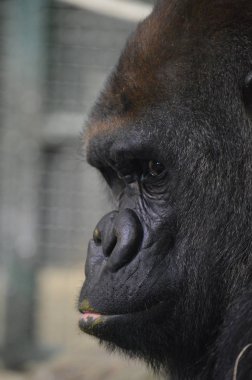 Bir Batı ova goril yakın çekim