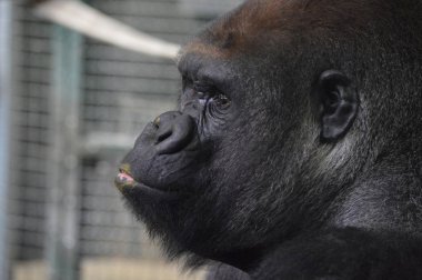 Bir Batı ova goril yakın çekim