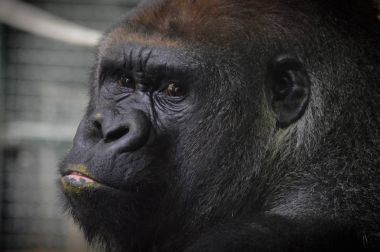 Bir Batı ova goril yakın çekim