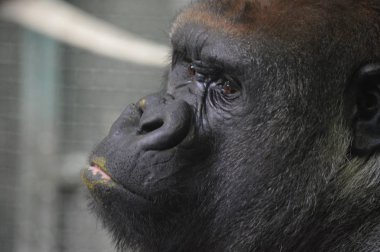 Bir Batı ova goril yakın çekim