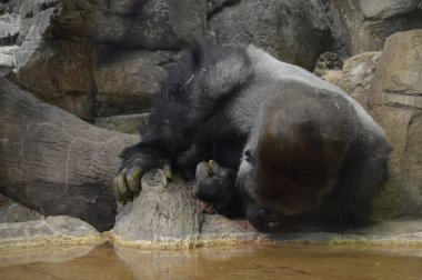 Batı ova goril içme suyu