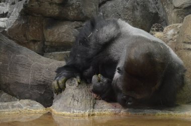 Batı ova goril içme suyu