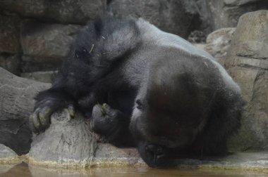 Batı ova goril içme suyu