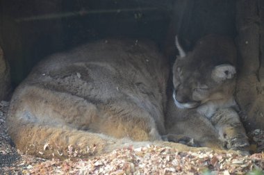 Kayanın üzerinde dinlenme bir puma