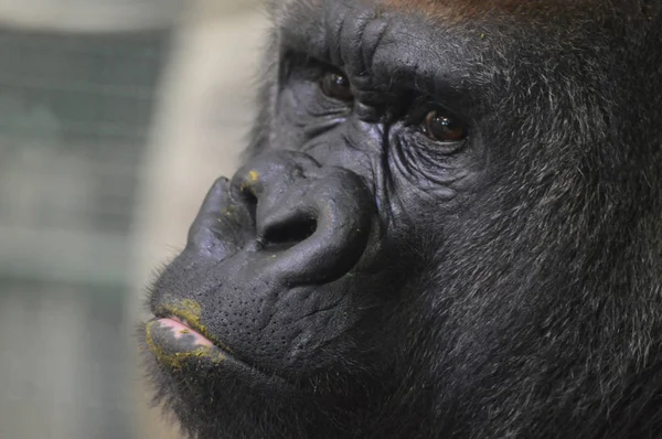 Nahaufnahme Eines Westlichen Flachlandgorillas — Stockfoto