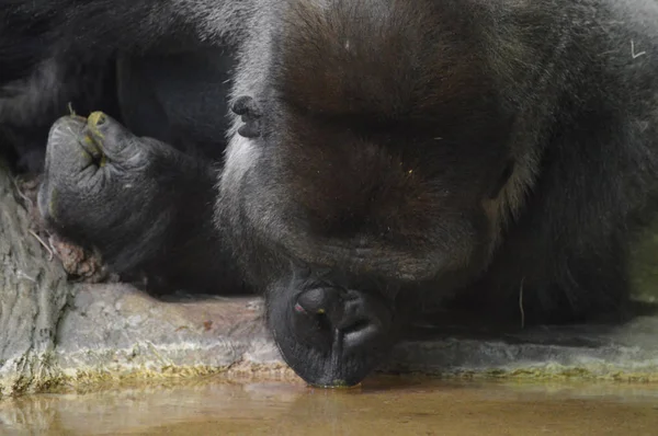 Gorila Tierras Bajas Del Oeste Bebiendo Agua — Foto de Stock