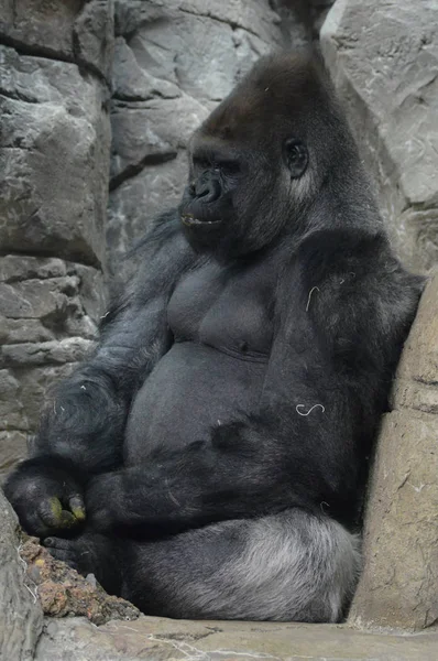 Aproape Gorilă Vest — Fotografie, imagine de stoc