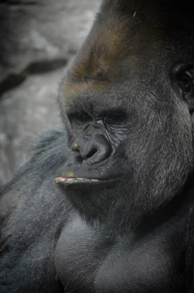 Gros Plan Gorille Des Basses Terres Ouest — Photo