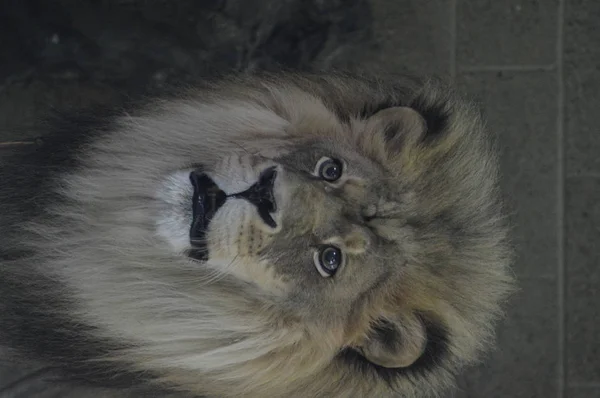 Close Male Lion — Stock Photo, Image