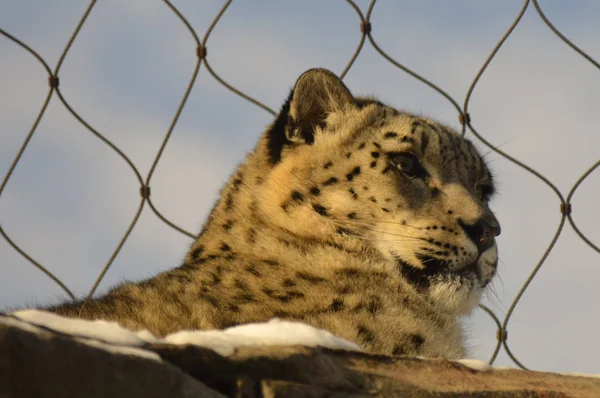 Leopardo Nieve Aire Libre — Foto de Stock