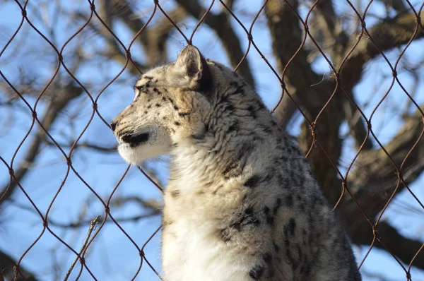 Snow Leopard Szabadban — Stock Fotó