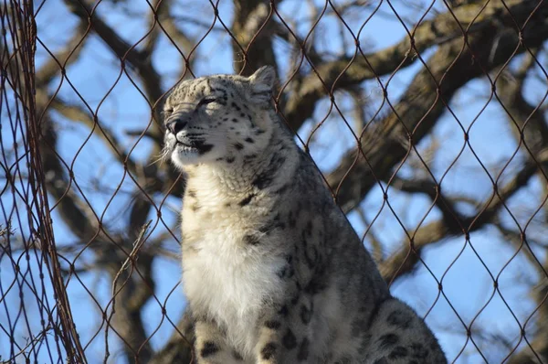 Leopardo Nieve Aire Libre — Foto de Stock