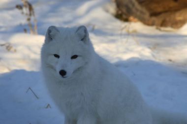 Kışın karda oturan bir Kutup tilkisi