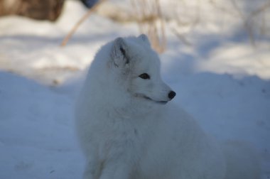 Kışın karda oturan bir Kutup tilkisi