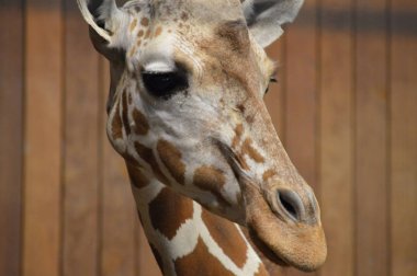 Bir zürafanın yakın çekimi.