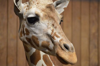 Bir zürafanın yakın çekimi.