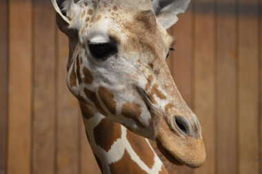 Bir zürafanın yakın çekimi.