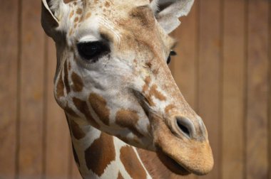 Bir zürafanın yakın çekimi.