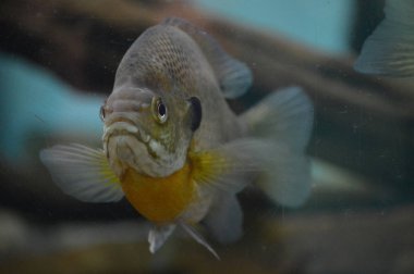 İçinde belgili tanımlık tank Yüzme balık