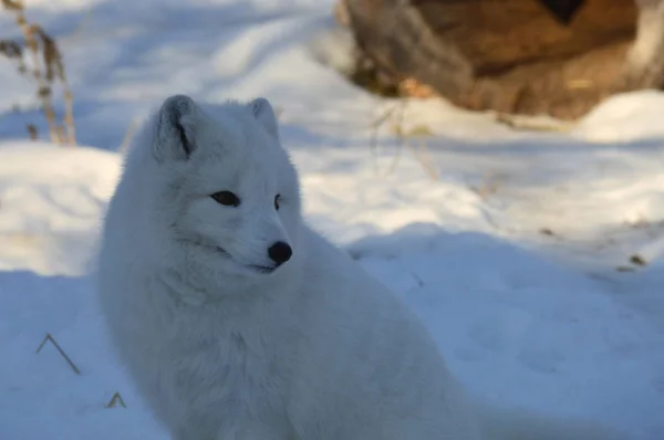 Lisy Polarne Siedzi Śniegu Zimą — Zdjęcie stockowe
