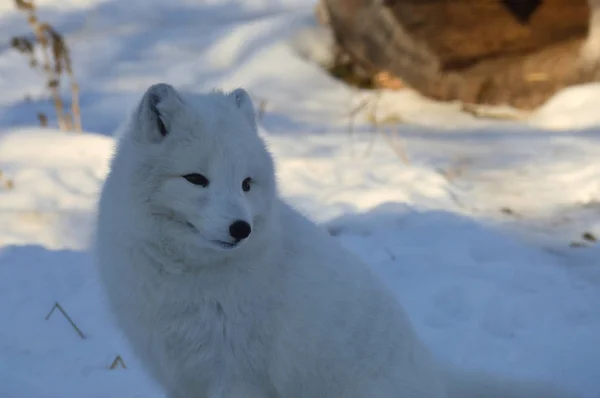 Ein Polarfuchs Sitzt Winter Schnee — Stockfoto