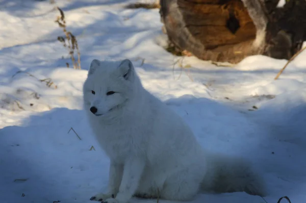 Renard Arctique Assis Dans Neige Pendant Hiver — Photo