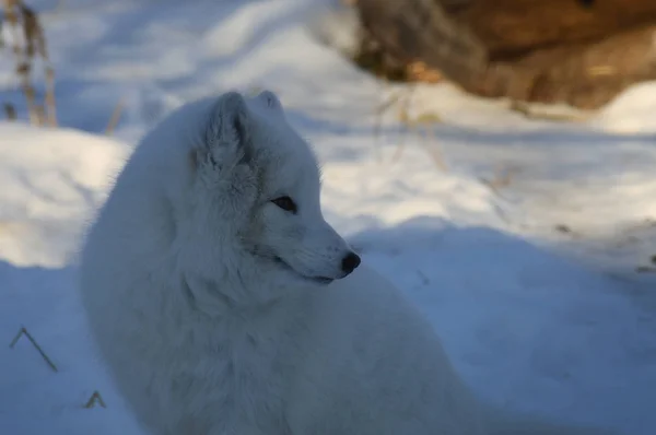 Zorro Ártico Sentado Nieve Durante Invierno — Foto de Stock