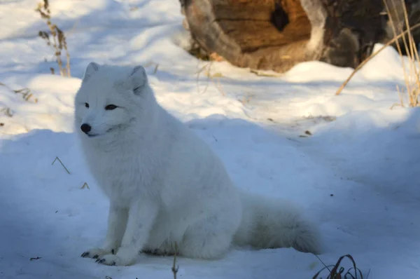 Uma Raposa Ártica Sentada Neve Durante Inverno — Fotografia de Stock