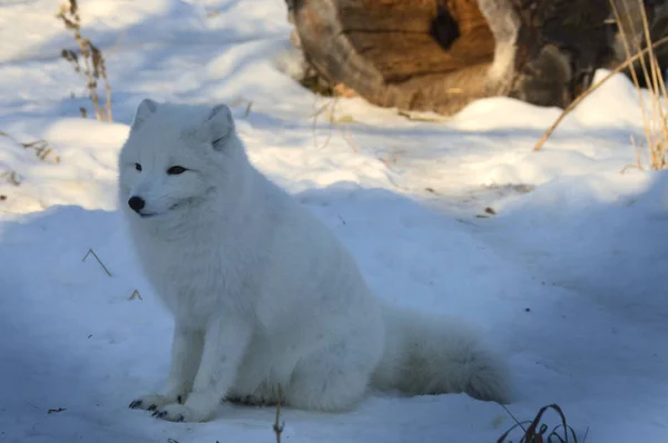 Renard Arctique Assis Dans Neige Pendant Hiver — Photo