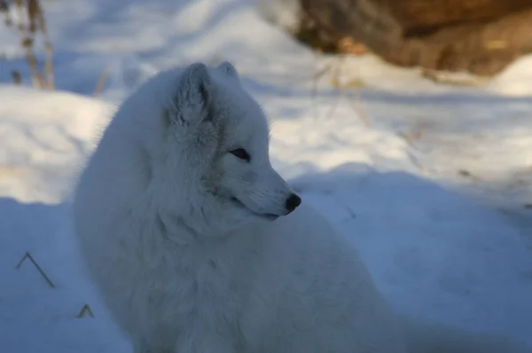 Zorro Ártico Sentado Nieve Durante Invierno —  Fotos de Stock