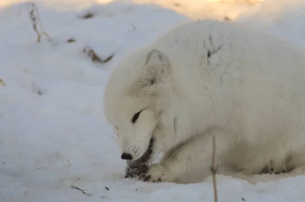 Renard Arctique Mange Une Souris — Photo