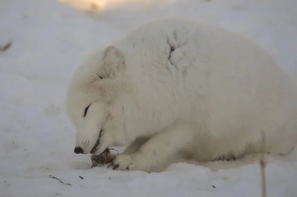 Uma Raposa Ártica Comendo Rato — Fotografia de Stock