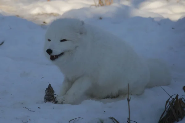 Ein Polarfuchs Sitzt Winter Schnee — Stockfoto