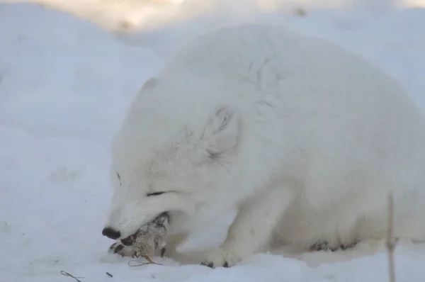 Renard Arctique Mange Une Souris — Photo