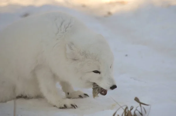 Renard Arctique Mange Une Souris — Photo