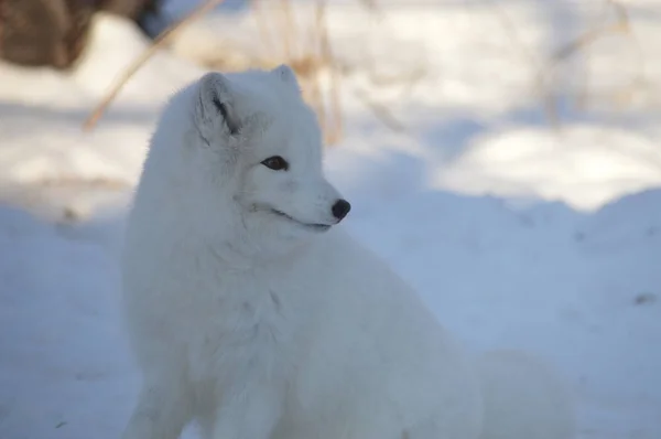 冬天坐在雪地里的北极狐狸 — 图库照片