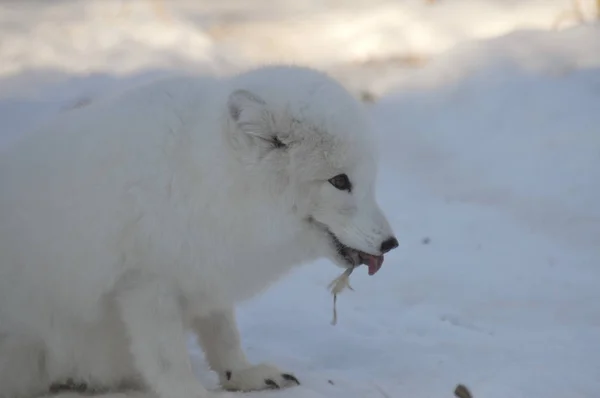 Renard Arctique Mange Une Souris — Photo