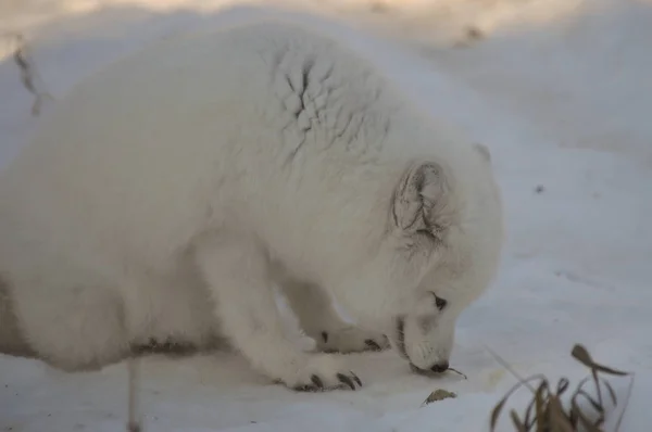 Renard Arctique Assis Dans Neige Pendant Hiver — Photo