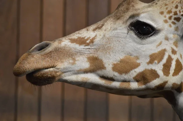 Close Girafe — стоковое фото