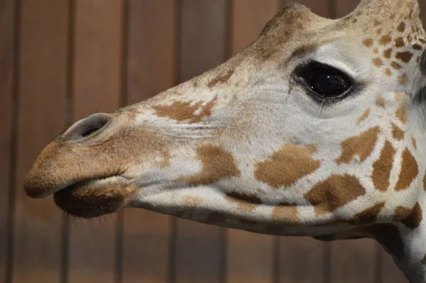 Eine Großaufnahme Einer Giraffe — Stockfoto
