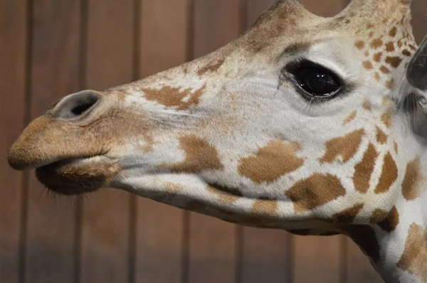 Eine Großaufnahme Einer Giraffe — Stockfoto